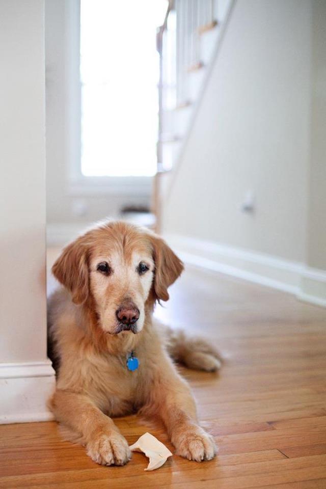 Our Family Dog